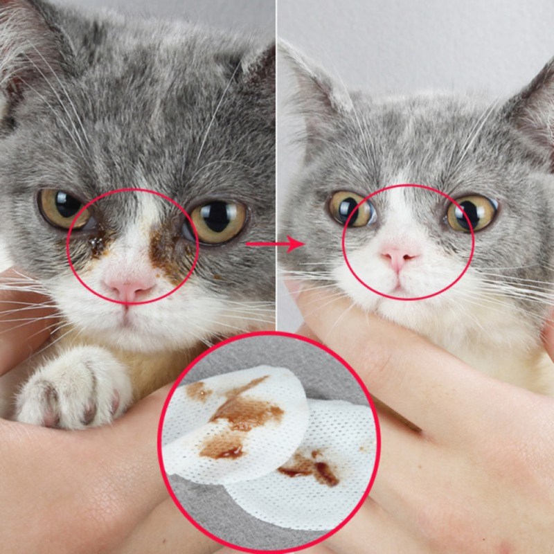 Закругленные уши у кошек
