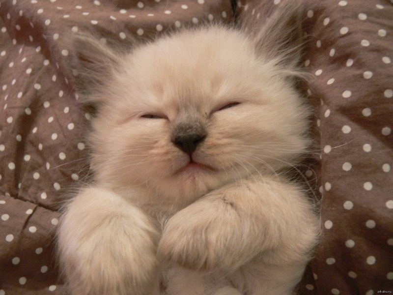 Котики милота