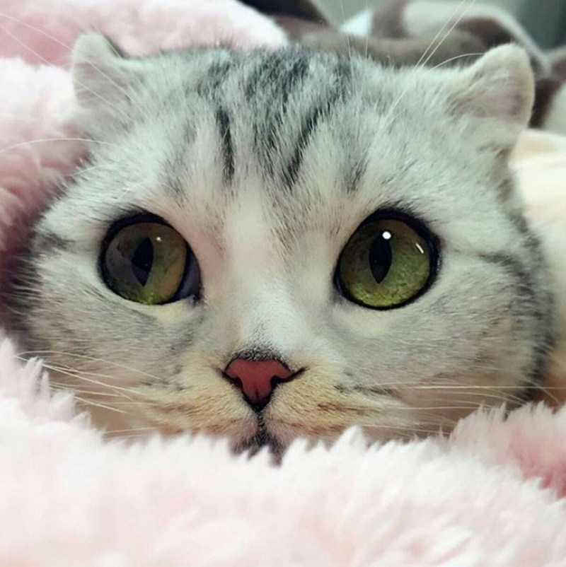 Милый кот