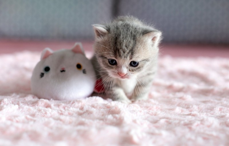 Маленький котенок