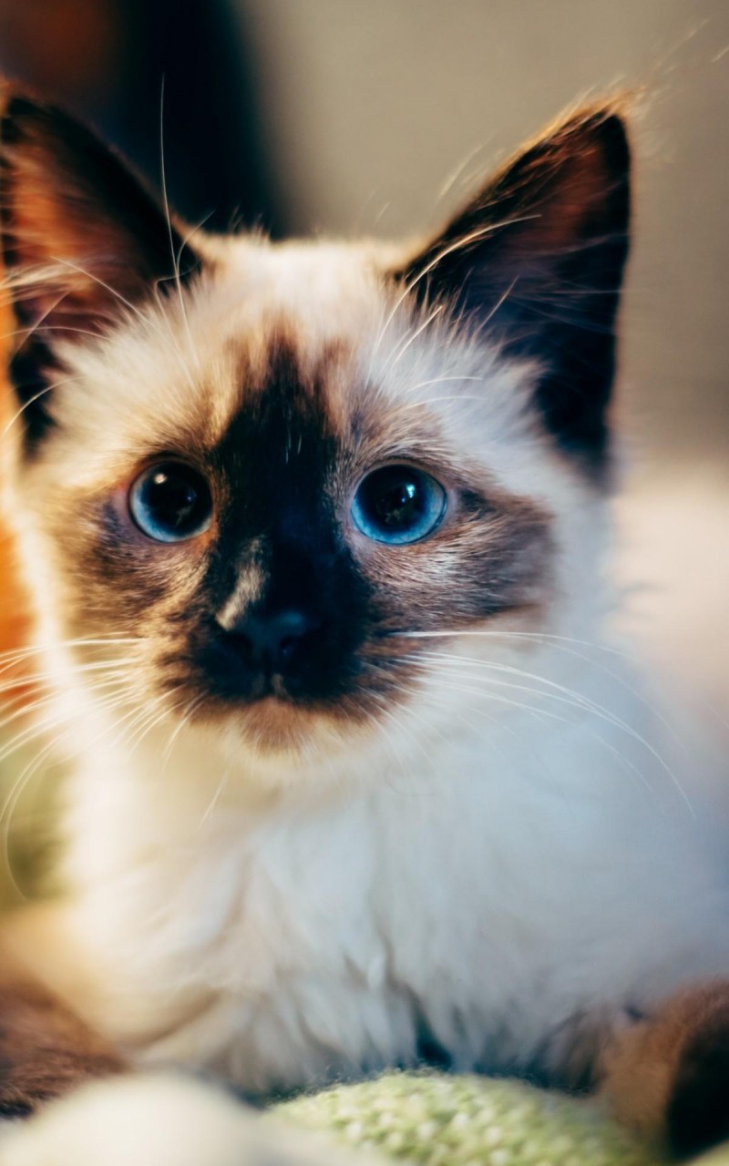 Сиамские котята