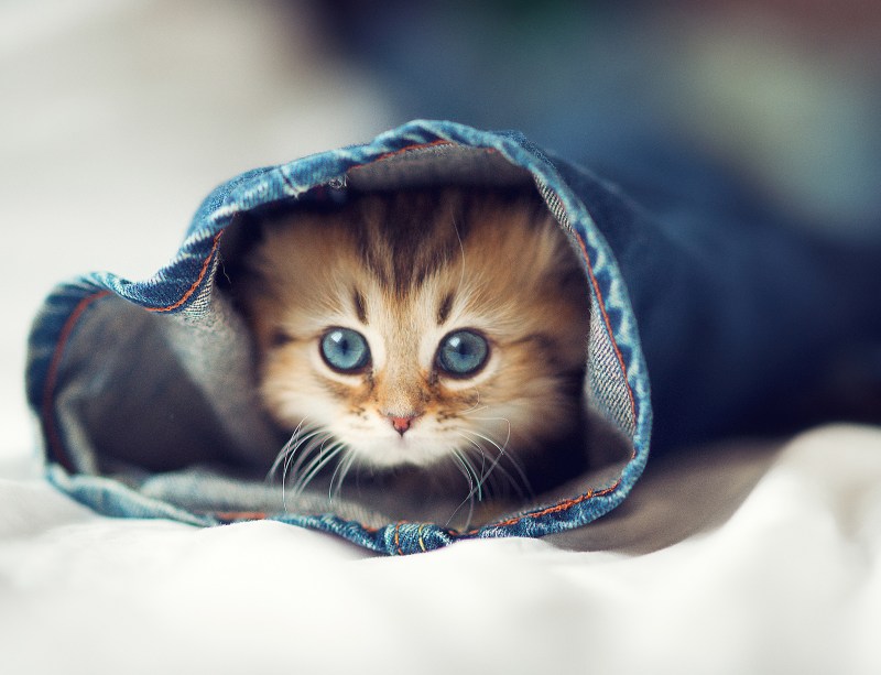 Красивые котята