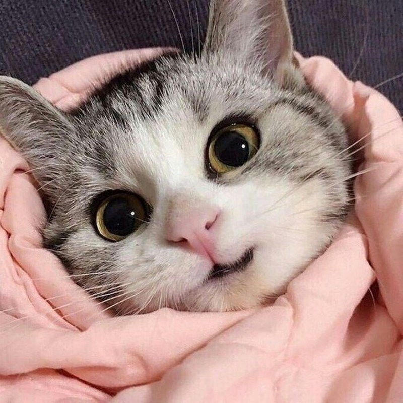 Милые коты