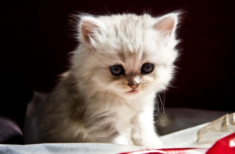 Самые мимимишные котята