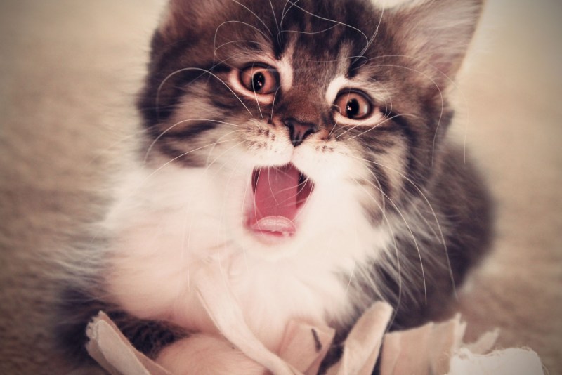 Смешные котята