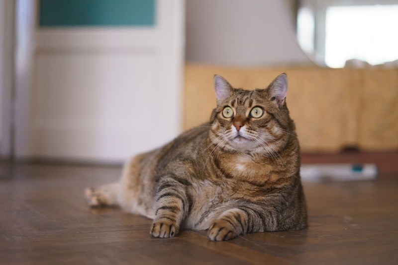 Пухлые коты