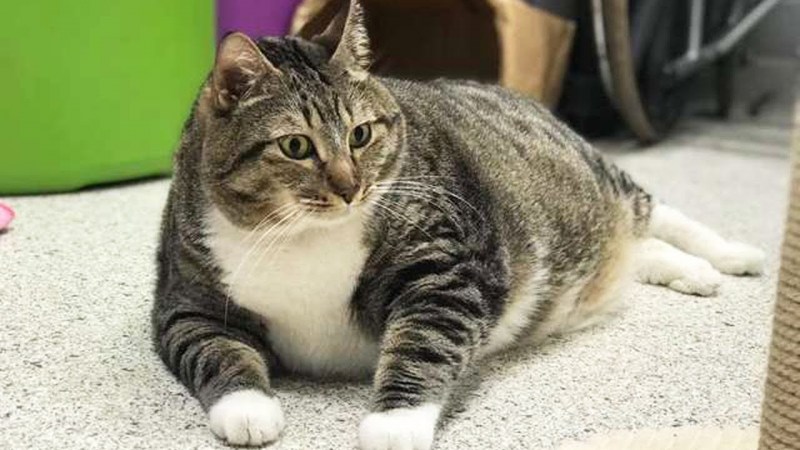 Котики толстопузики