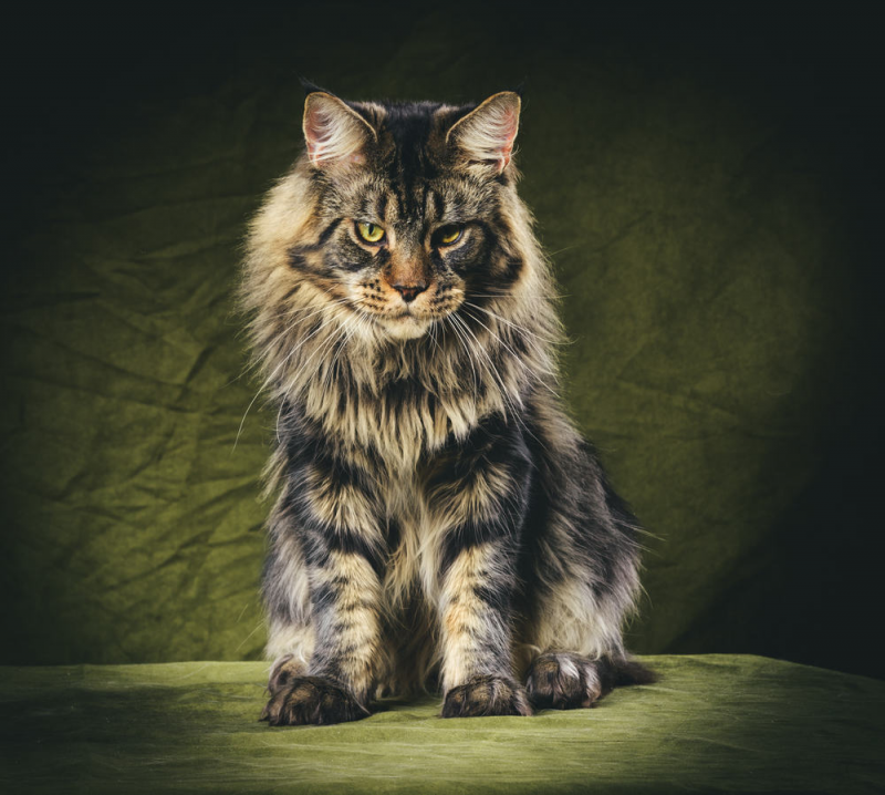 Кот породы Мейн кун