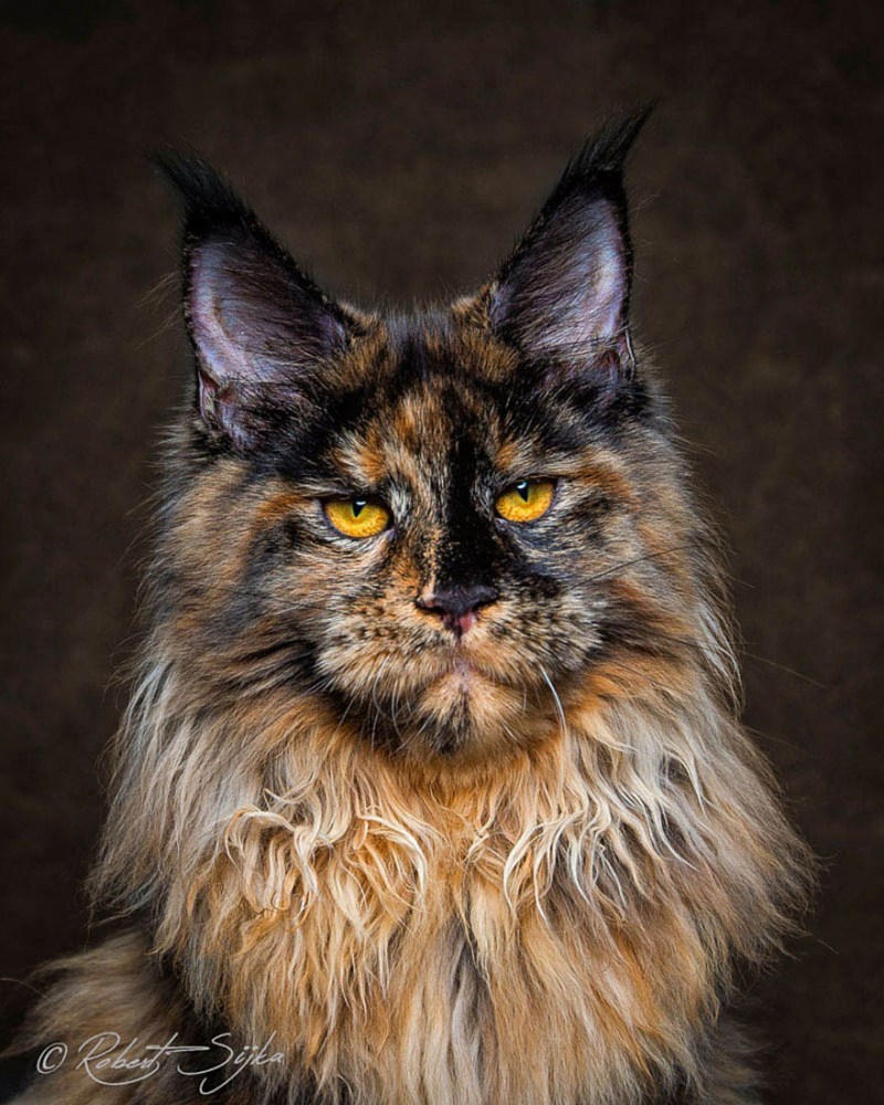 Коты Мейн куны