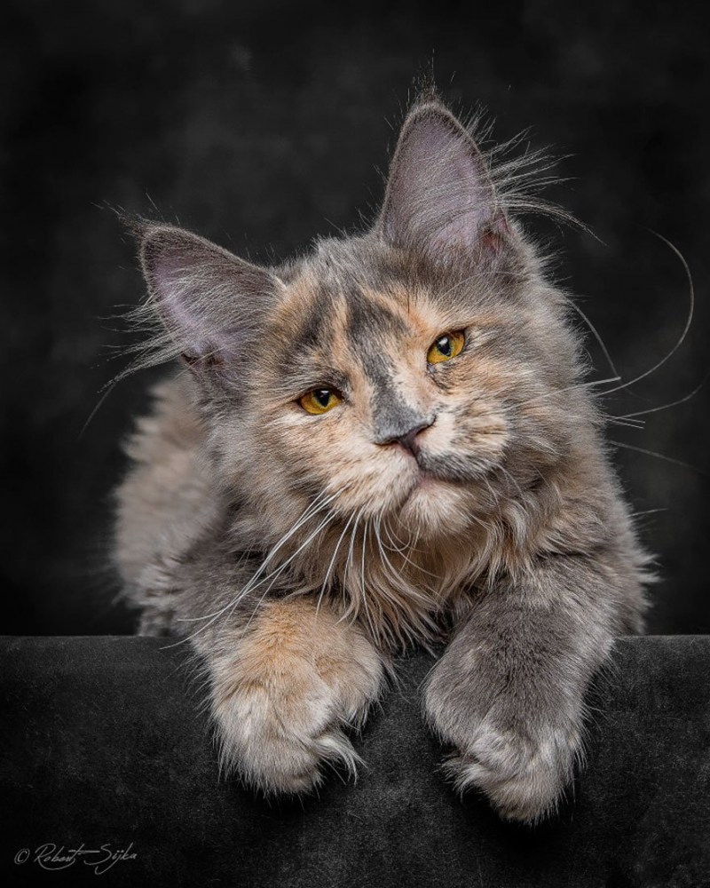 Мункун кошка