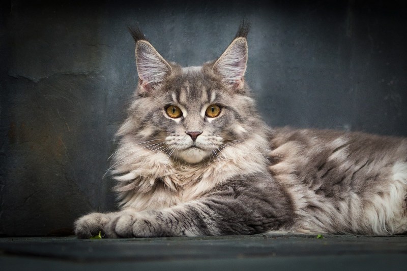 Кот Мейн кун