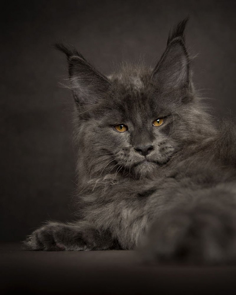 Кошка Мейн кун