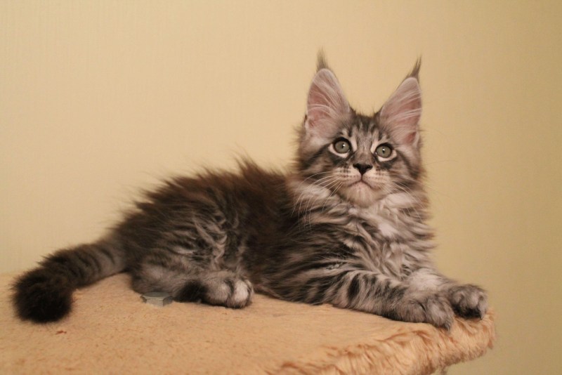 Котята породы Мейн кун