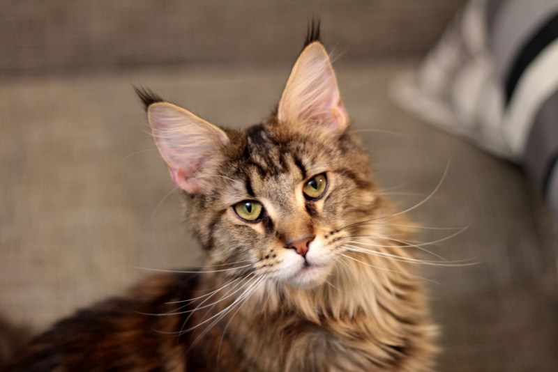 Коты Мейн куны