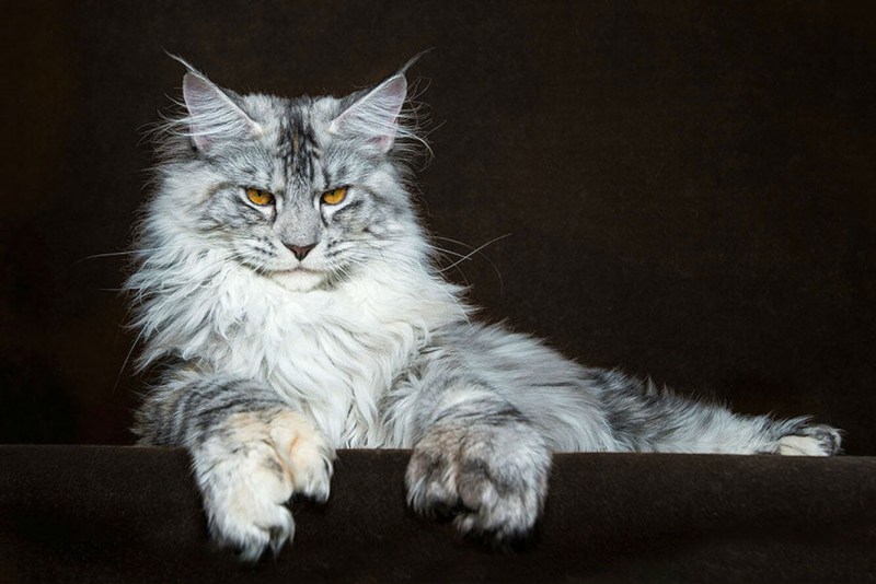Кошки Мейн куны
