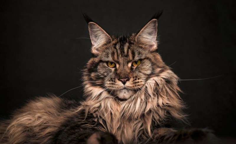 Кот Мейн кун