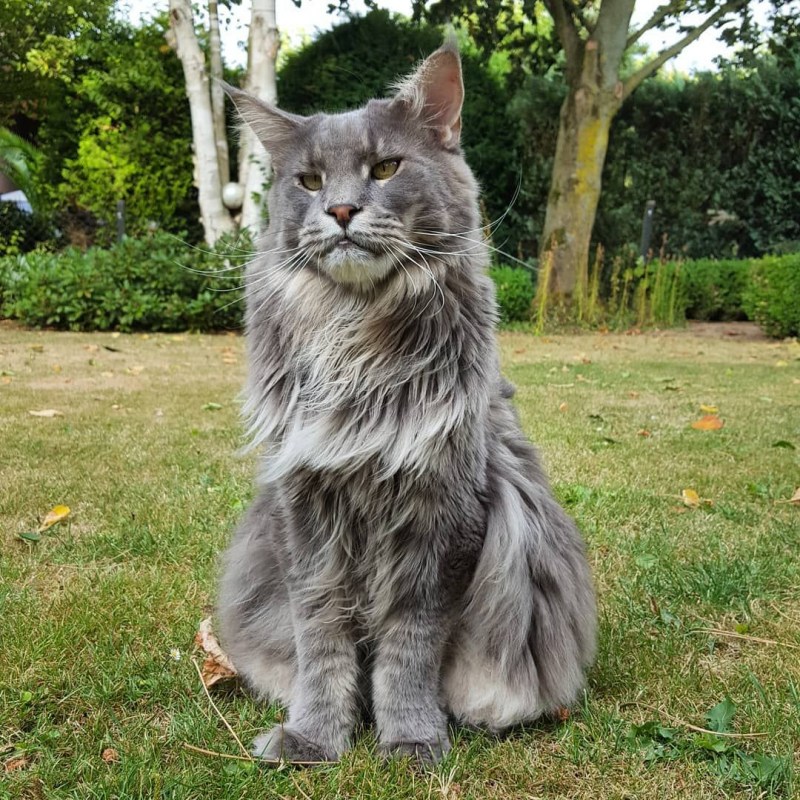 Кот Мейн кун