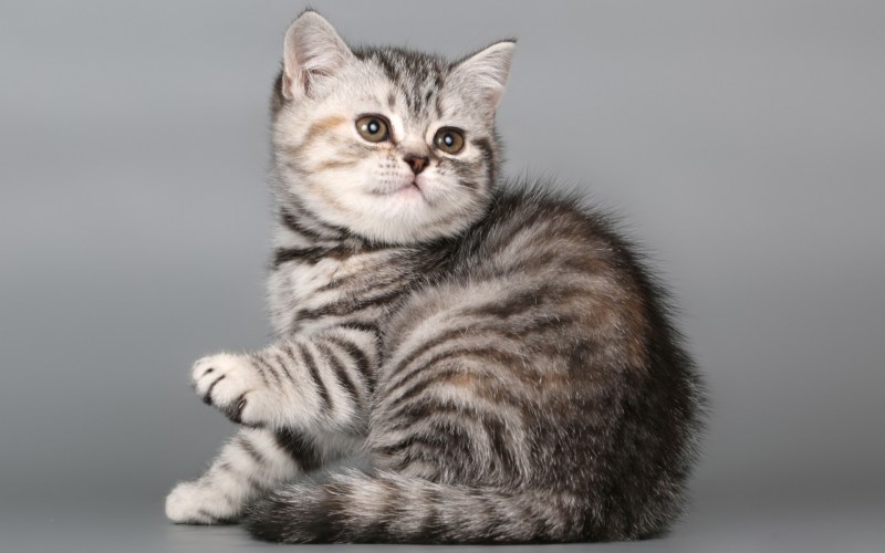 Шотландская прямоухая короткошерстная