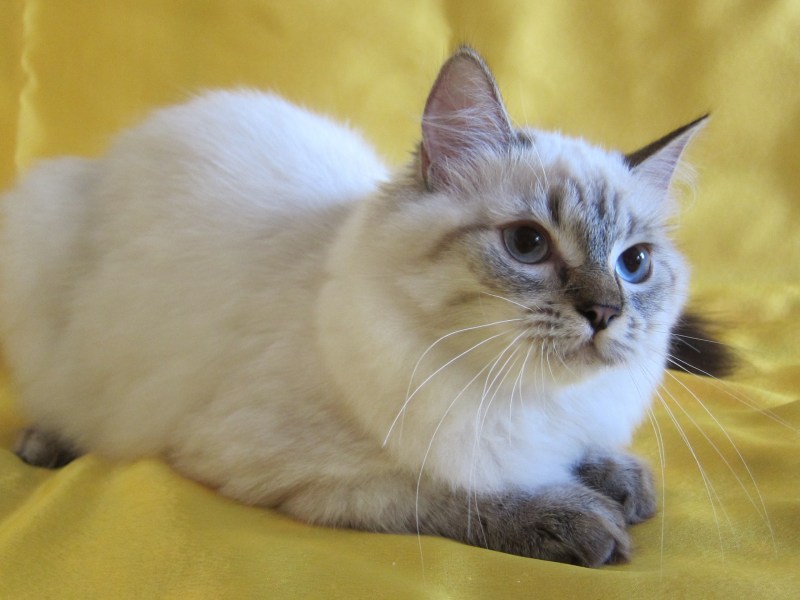 Тайский котенок Блю Пойнт