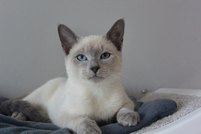 Сиамская Балинезийская кошка