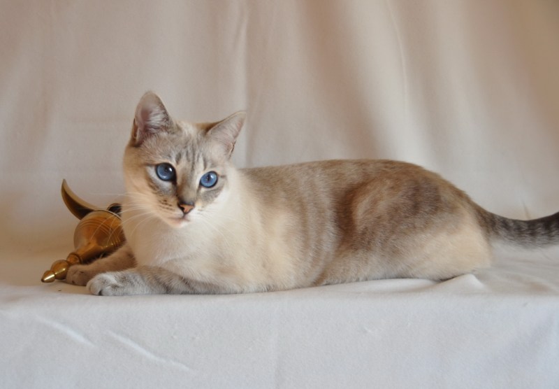 Тайская кошка табби