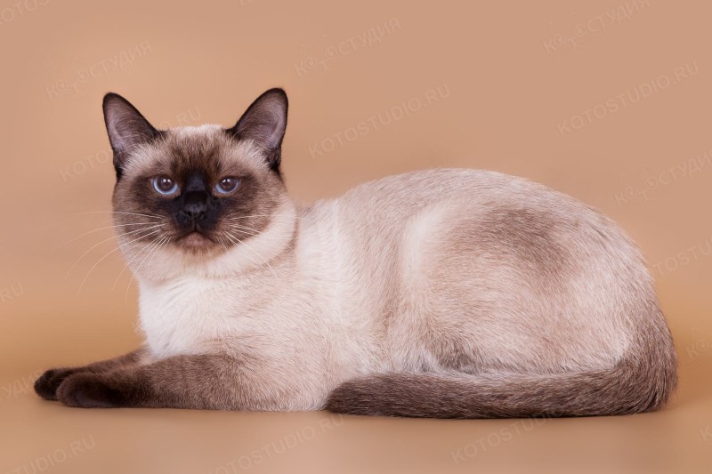 Тайский кот Блю Пойнт