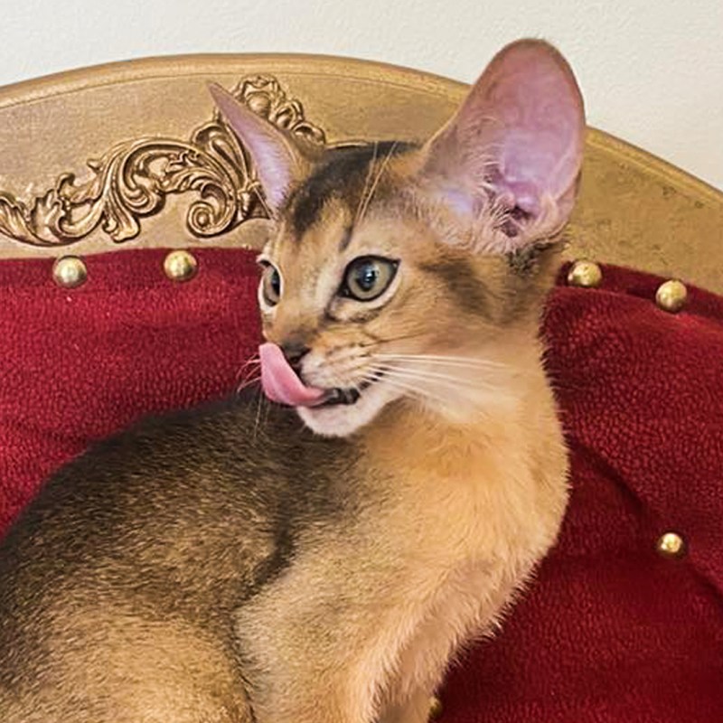 Абиссинская кошка дикий окрас