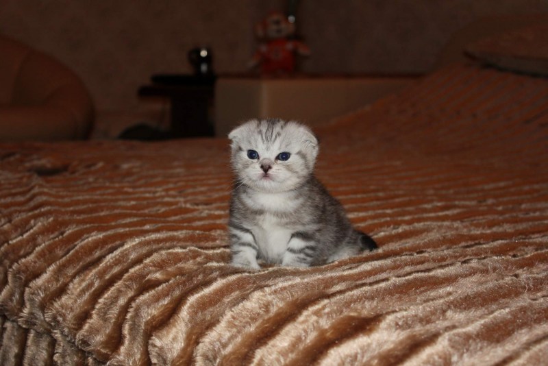 Шотландские котята скоттиш страйт