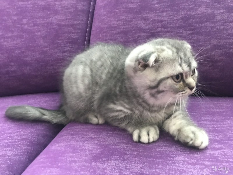 Скоттиш фолд страйт