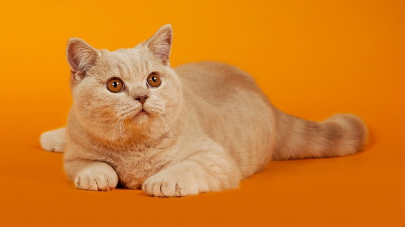Скоттиш фолд страйт котята