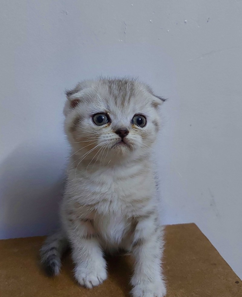 Шотландский вислоухий кот голубой