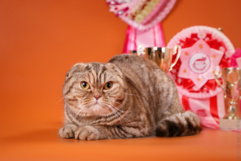 Шотландский скоттиш страйт