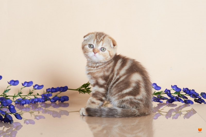 Шотландская вислоухая кошка мраморный табби