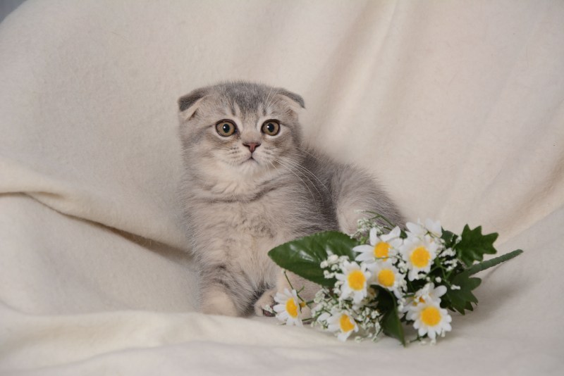 Британец скоттиш страйт