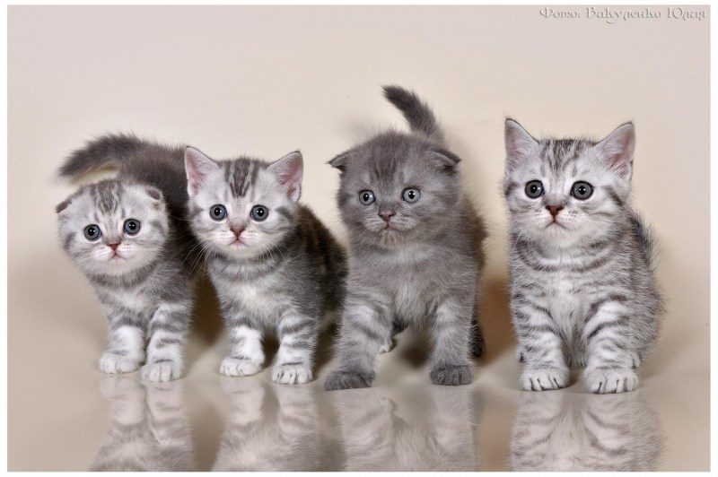 Шотландская короткошёрстная кошка