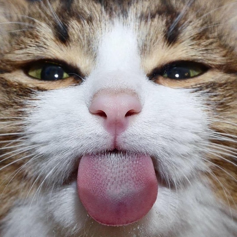 Коты с высунутым языком