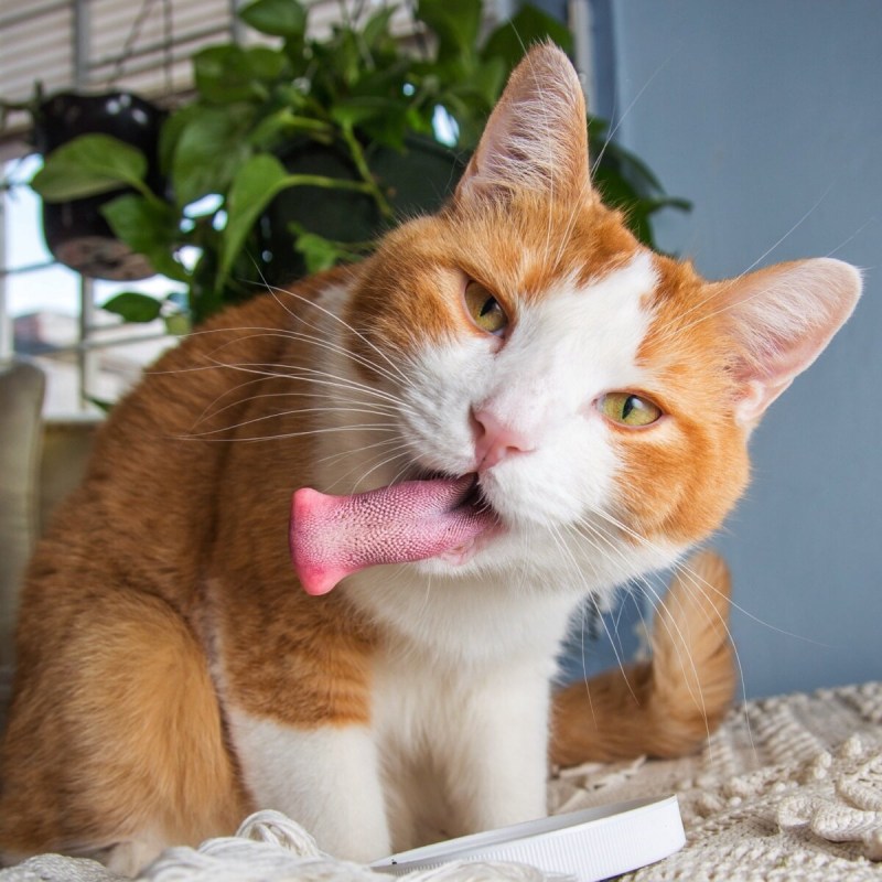 Котик с высунутым языком