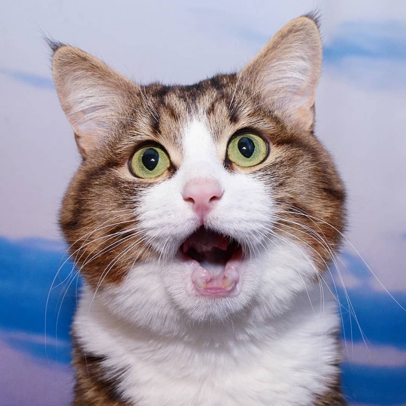 Коты с высунутым языком