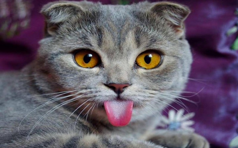 Котик с высунутым языком
