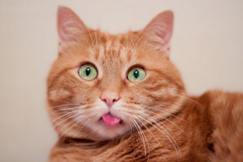 Котенок с языком