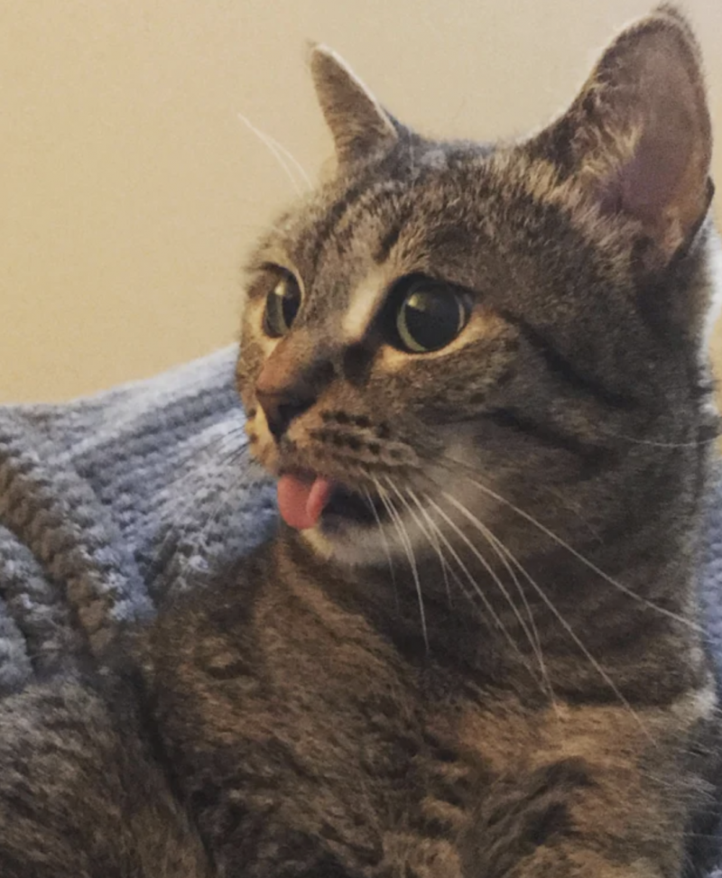 Котенок с языком