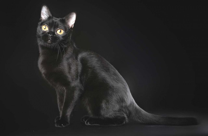 Бомбейская черная кошка