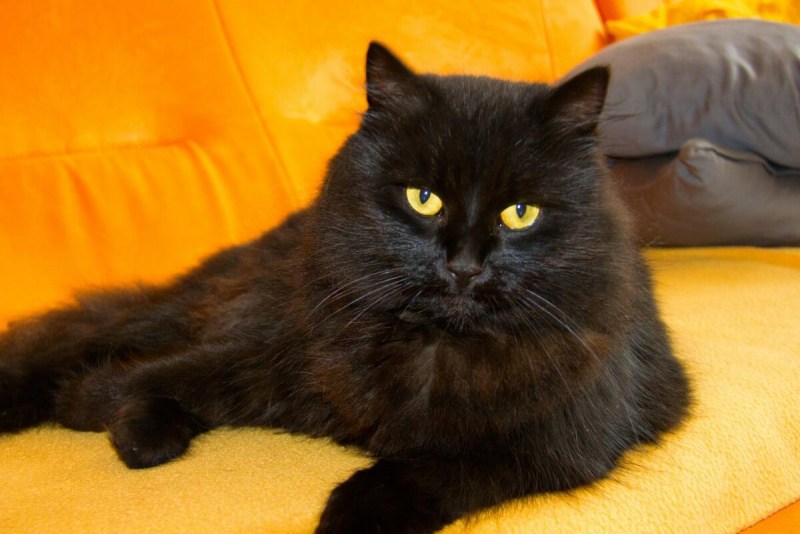 Кот домашний черный