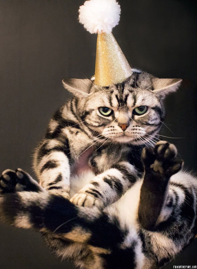 Праздничные коты