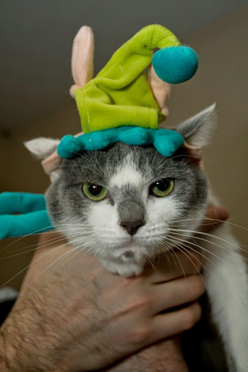 Смешной кот в колпаке