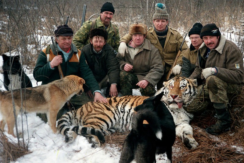 Уссурийский Амурский тигр охотится