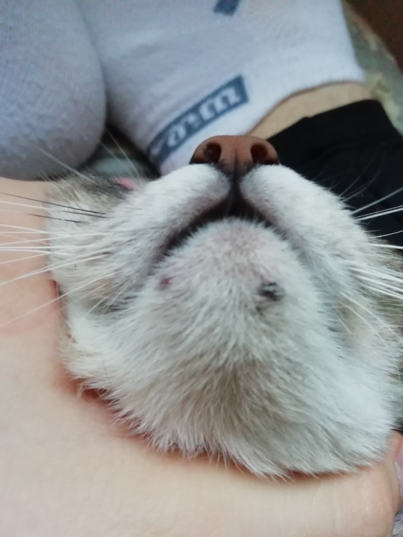 Черные яйца на мехе кошки