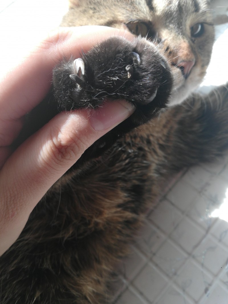 Черные пятна на подбородке у кота