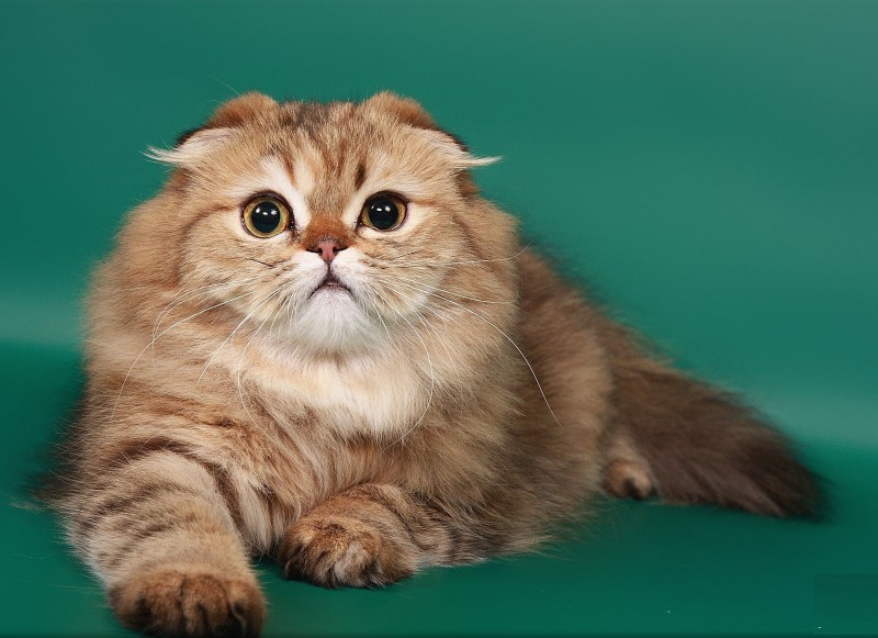Три британские кошки