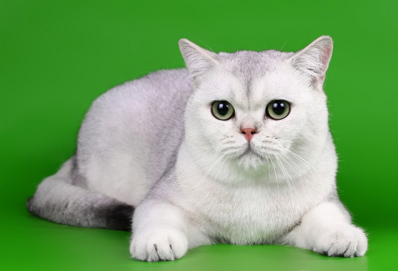 Скоттиш фолд котята